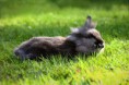 /album/rabbits-kaniner/a034-med-text-jpg/